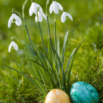 ostereier und frühlingsblumen