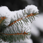 Snowy branch